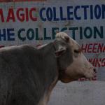 rajastan, cesta z pushe do udaipuru