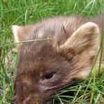 zachrante vojina lasicu