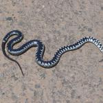 Rusko3: achtubinsk to Astrachan, trocha pousti, polopousti...